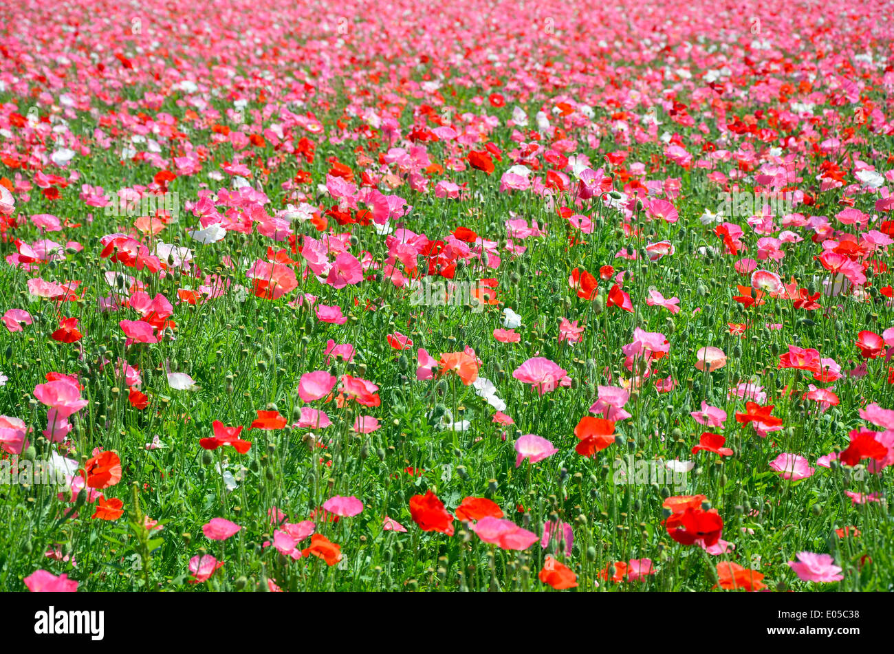Plein champ de coquelicots rouges et roses en pleine floraison Banque D'Images