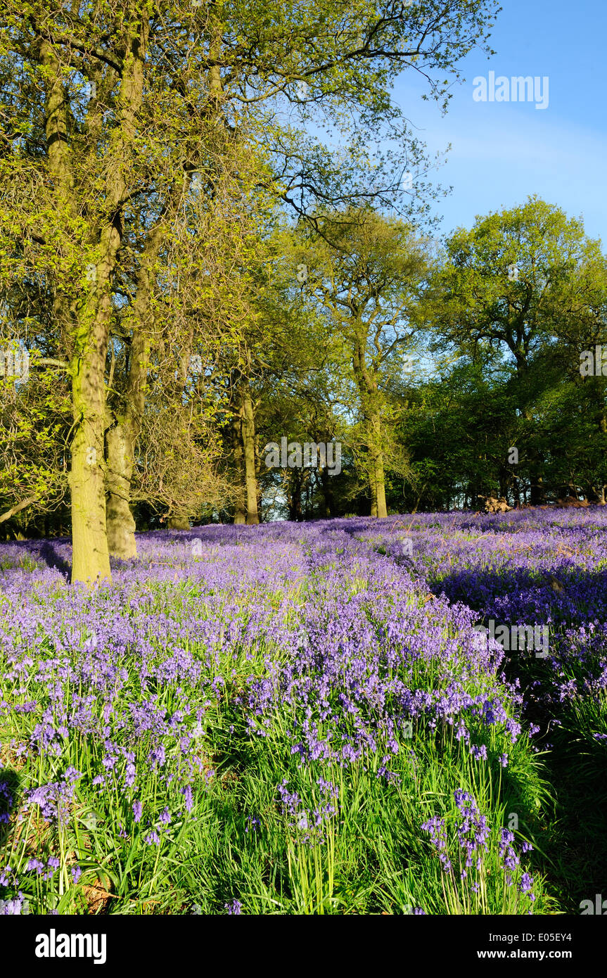 Misk Hills, Underwood, UK.06th mai 2014.tôt le matin, s'allume une ancienne English woodland, cette période de l'année couvert dans un tapis de jacinthes des bois (Hyacinthoides non-scipta).Misk Hills est une zone de beauté naturelle et permanente où poète Lord Byron et l'a incité à écrire les poèmes 'Les Collines de Annesley' et 'le rêve'. Crédit : Ian Francis/Alamy Live News Banque D'Images