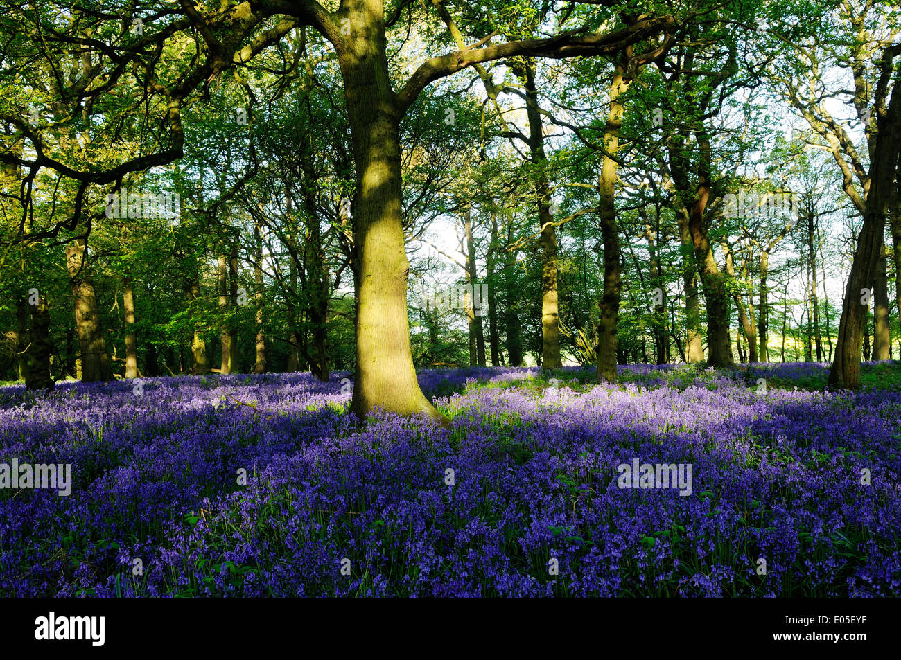 Misk Hills, Underwood, UK.06th mai 2014.tôt le matin, s'allume une ancienne English woodland, cette période de l'année couvert dans un tapis de jacinthes des bois (Hyacinthoides non-scipta).Misk Hills est une zone de beauté naturelle et permanente où poète Lord Byron et l'a incité à écrire les poèmes 'Les Collines de Annesley' et 'le rêve'. Crédit : Ian Francis/Alamy Live News Banque D'Images