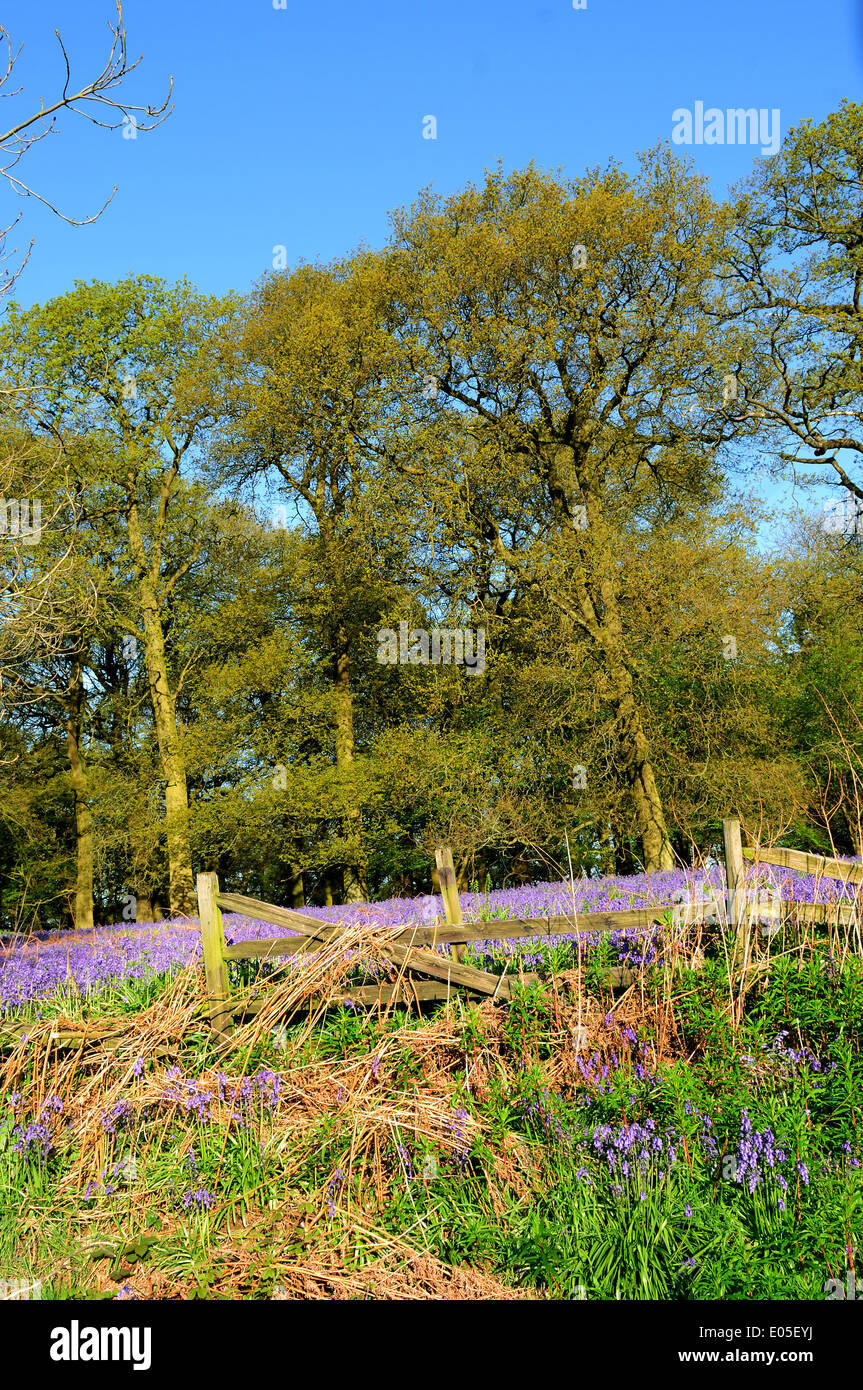 Misk Hills, Underwood, UK.06th mai 2014.tôt le matin, s'allume une ancienne English woodland, cette période de l'année couvert dans un tapis de jacinthes des bois (Hyacinthoides non-scipta).Misk Hills est une zone de beauté naturelle et permanente où poète Lord Byron et l'a incité à écrire les poèmes 'Les Collines de Annesley' et 'le rêve'. Crédit : Ian Francis/Alamy Live News Banque D'Images