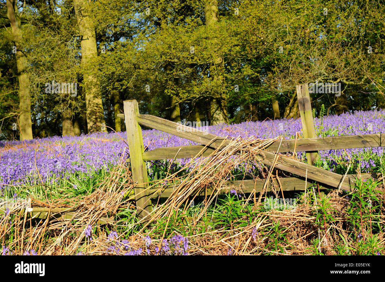 Misk Hills, Underwood, UK.06th mai 2014.tôt le matin, s'allume une ancienne English woodland, cette période de l'année couvert dans un tapis de jacinthes des bois (Hyacinthoides non-scipta).Misk Hills est une zone de beauté naturelle et permanente où poète Lord Byron et l'a incité à écrire les poèmes 'Les Collines de Annesley' et 'le rêve'. Crédit : Ian Francis/Alamy Live News Banque D'Images