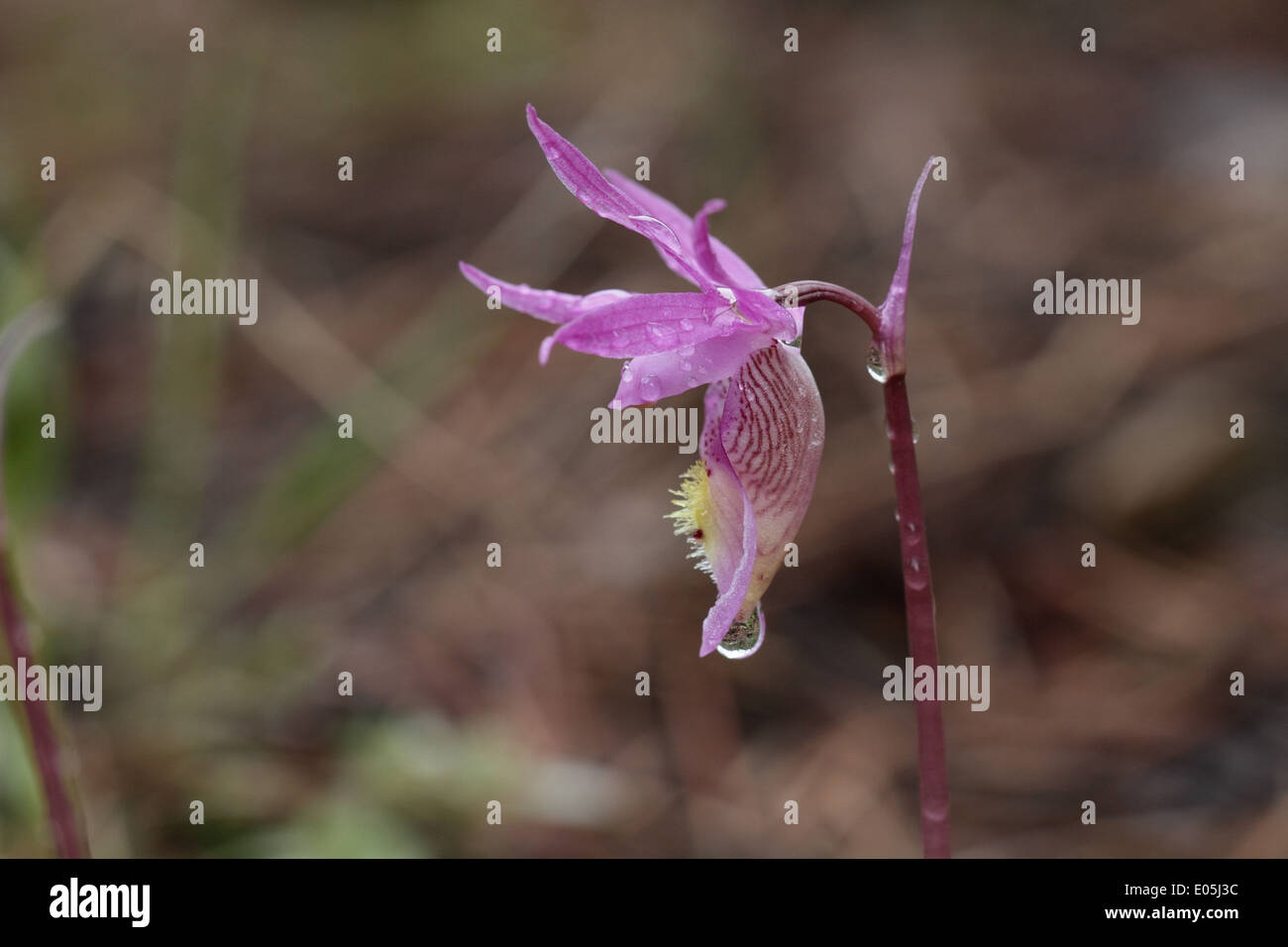 Orchidées Calypso Calypso bulbosa, side view Banque D'Images