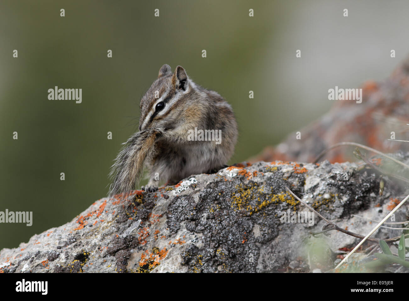 Le tamia mineur, Tamias minimus, queue de nettoyage Banque D'Images