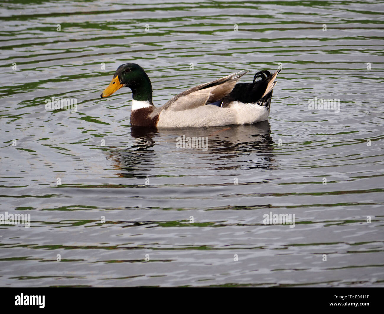 Canard colvert mâle nageant dans un lac. Banque D'Images