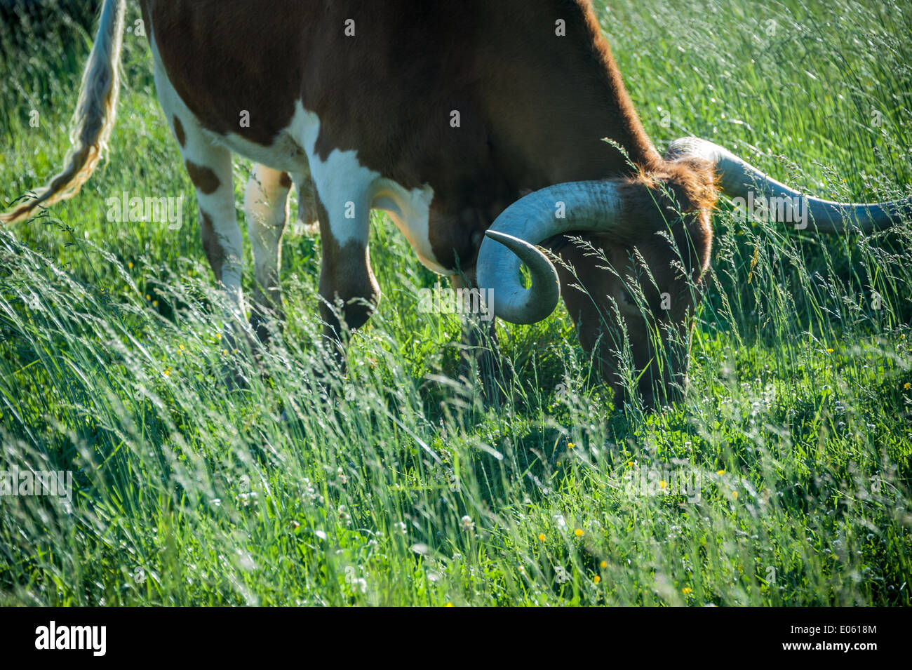 Taureau texan Longhorn par rétro-éclairé le soleil à Taylor ranch près de Asheville, Caroline du Nord. Banque D'Images