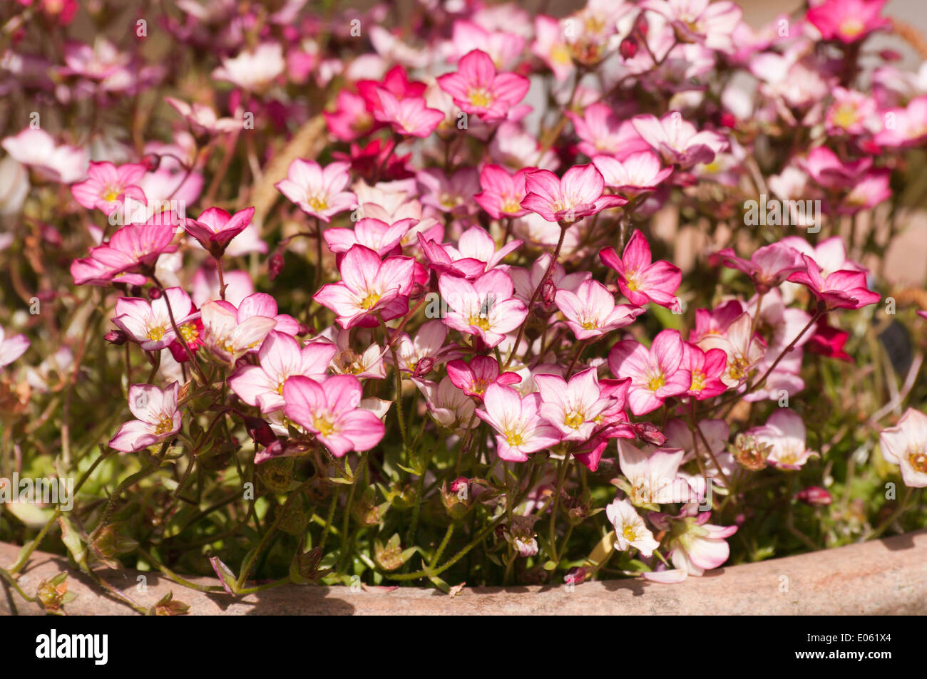 Saxifraga rose et blanc Banque D'Images
