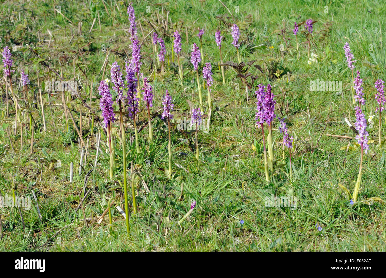 Early Purple Orchidées (Orchis mascula) poussent à quelques pieds du trafic sur un point de la route. Bedgebury Forêt, Kent, UK Banque D'Images