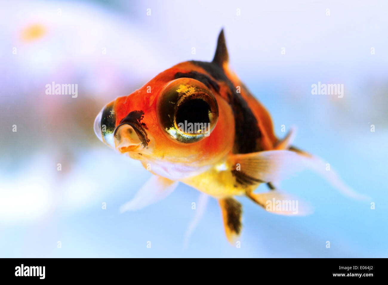 Les jeunes alevins de poissons rouges télescope sur huit semaines Banque D'Images