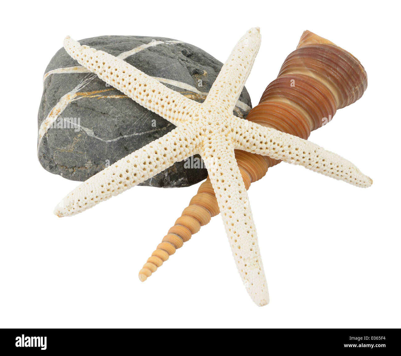 Sea Star et shell sur pierre isolé sur blanc. Banque D'Images