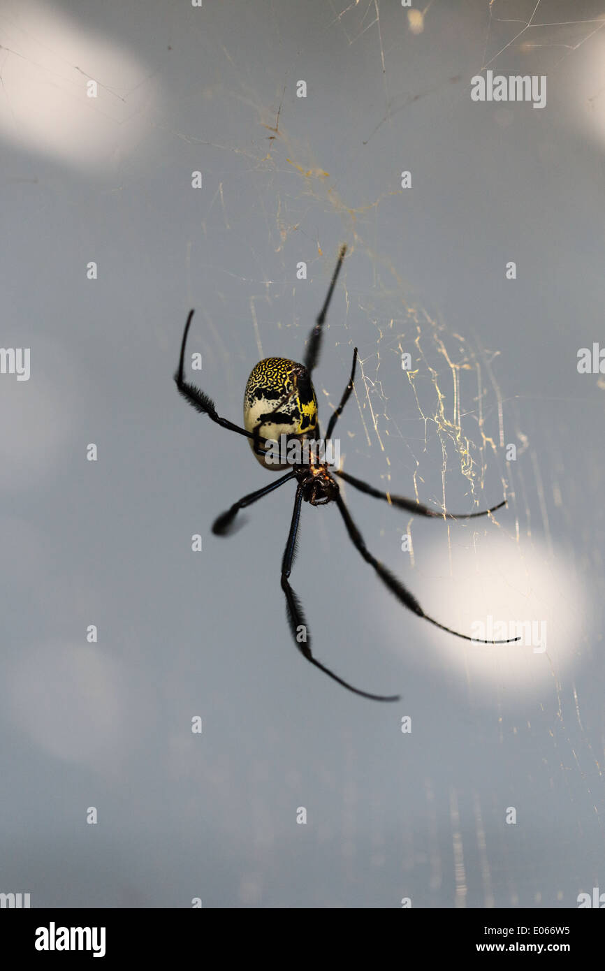 Black-Legged Orb-Web Golden Spider (Nephila Fenestra) dans un jardin de Cape Town Banque D'Images