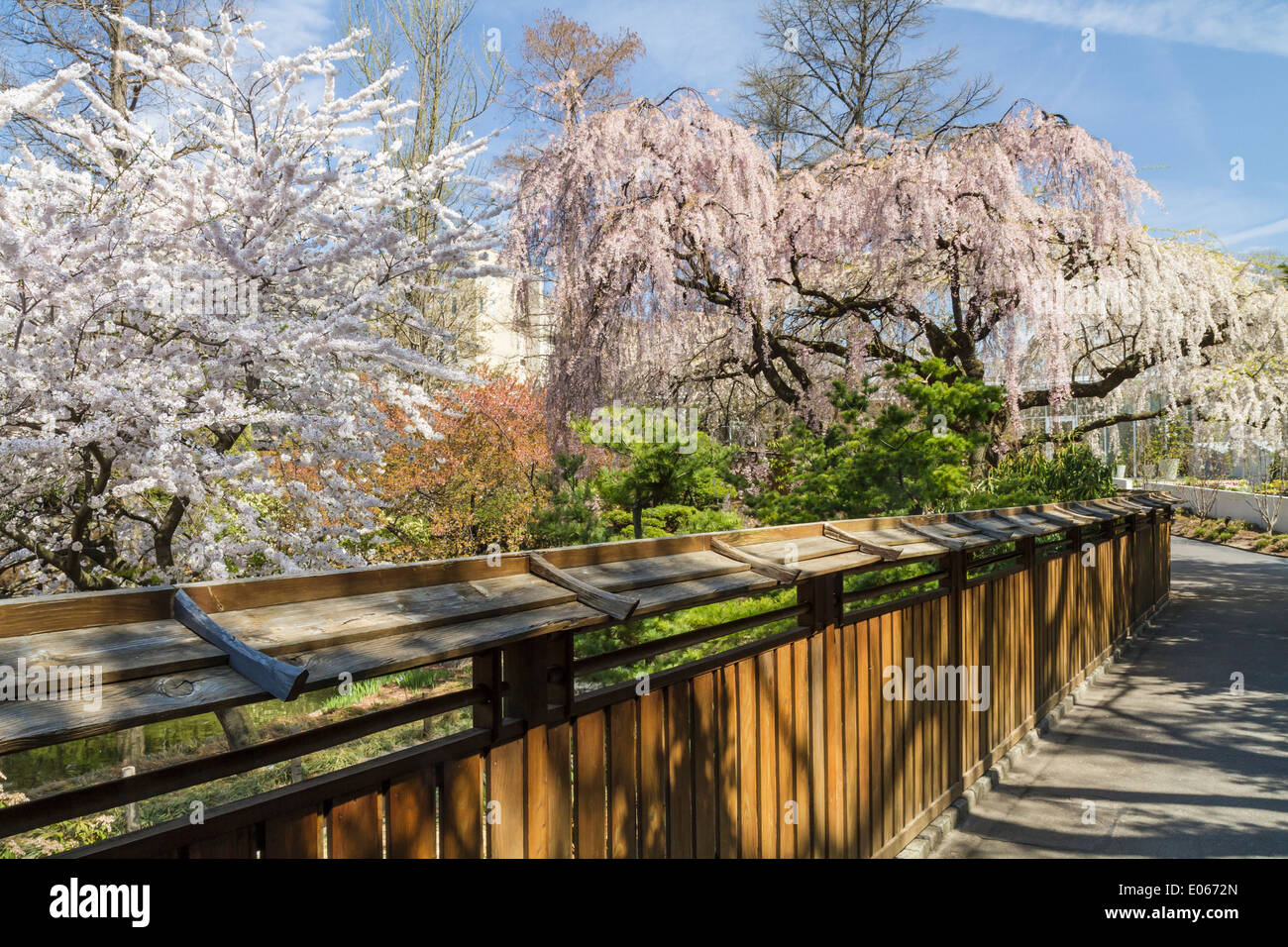 Cherry Tree branches surplombent le mur pour le jardin japonais dans le Brooklyn Botanic Gardens Banque D'Images