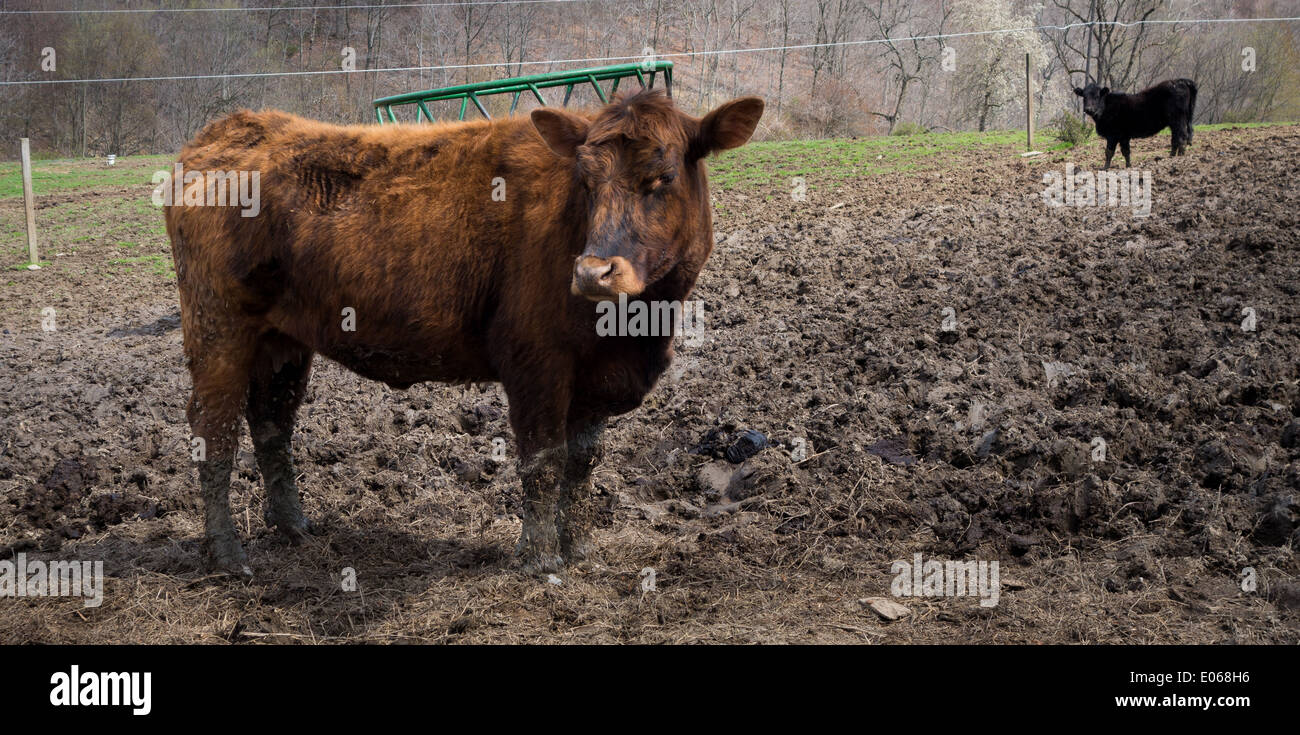 Une vache brune et une vache noire debout dans un champ boueux. Banque D'Images
