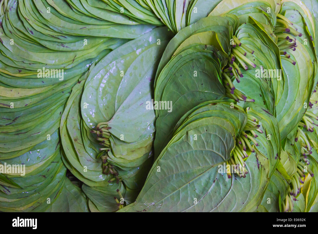 Les feuilles de bétel vendent au marché, Bagan, Myanmar Banque D'Images