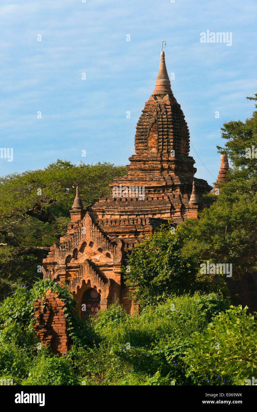 Ancien temple et pagode dans la jungle, Bagan, Myanmar Banque D'Images