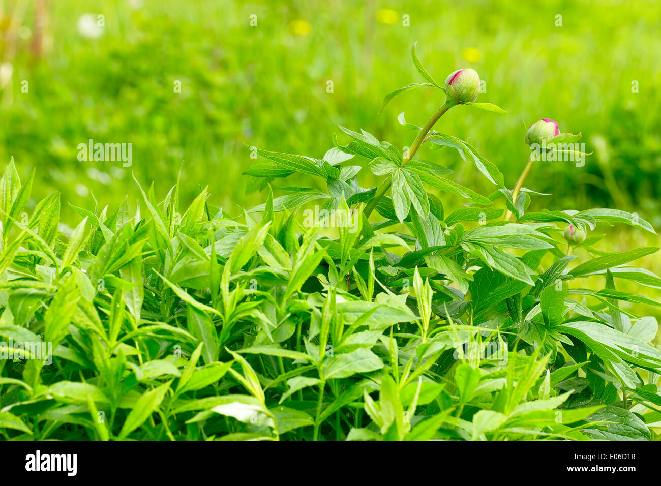 Des boutons de fleurs de pivoine Banque D'Images