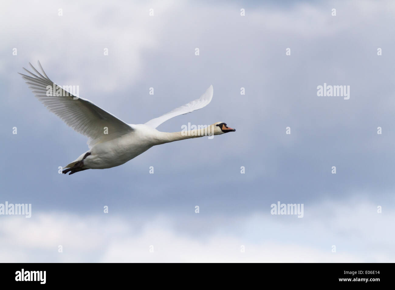 Mute swan (Cygnus olor) battant en face d'un ciel nuageux Banque D'Images