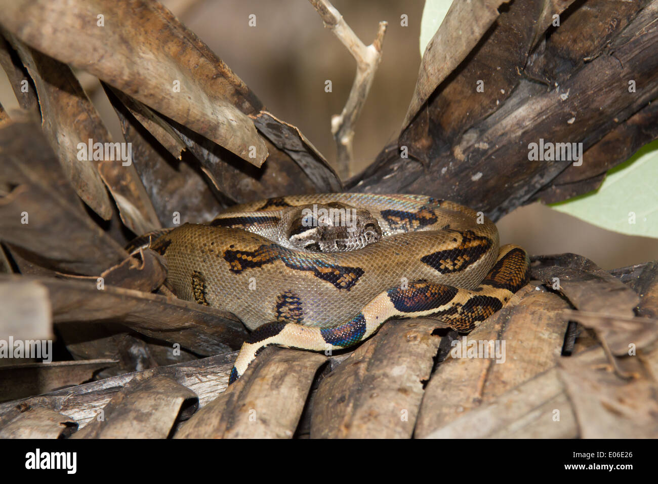 Boa constricteur (Boa Constrictor), Parc national de Corcovado, Costa Rica Banque D'Images