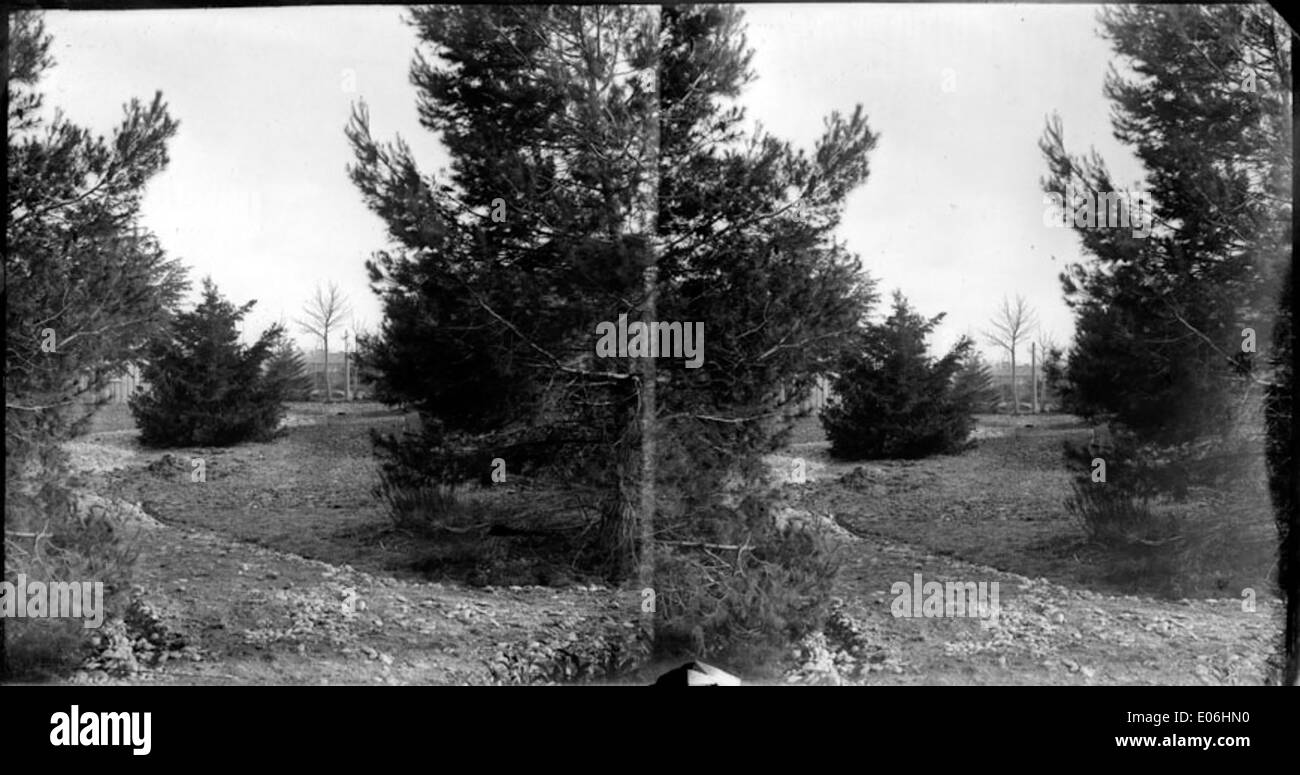 Jeunes pins, capturés dans un cadre naturel. La photographie montre un groupe de jeunes pins qui poussent à l'état sauvage, mettant l'accent sur leur croissance naturelle et l'environnement environnant. Banque D'Images