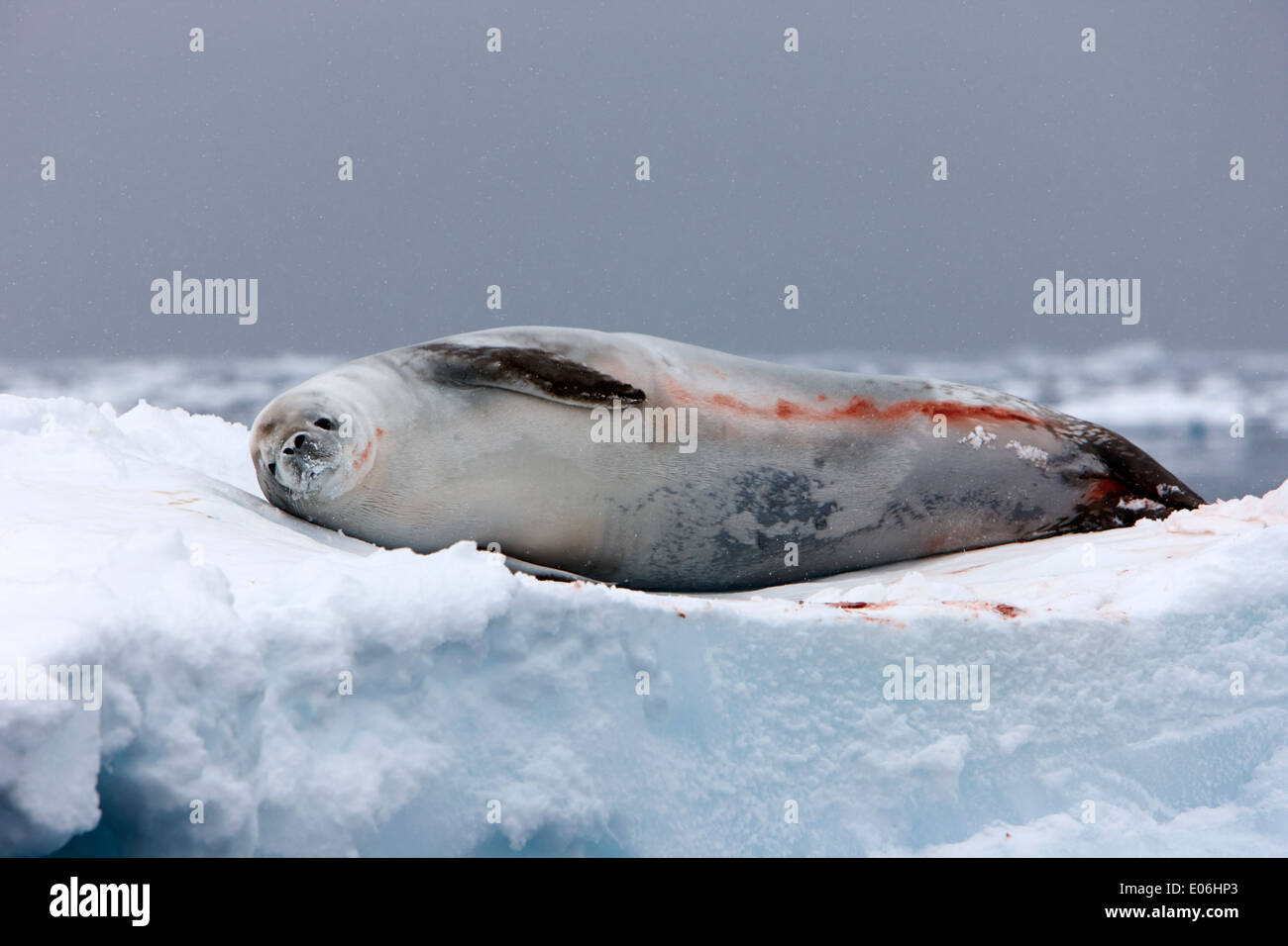 Joint de crabiers allongé sur iceberg à la caméra à l'Antarctique baie Fournier Banque D'Images