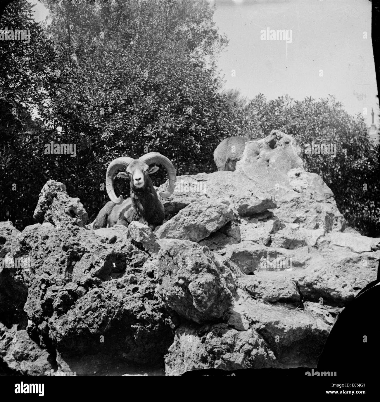Une photographie de mouflons, moutons sauvages, dans la région de Luchon. L'image met en évidence un bélier, un mouflon mâle, dans son habitat naturel montagneux, mettant l'accent sur le terrain accidenté et la faune. Banque D'Images