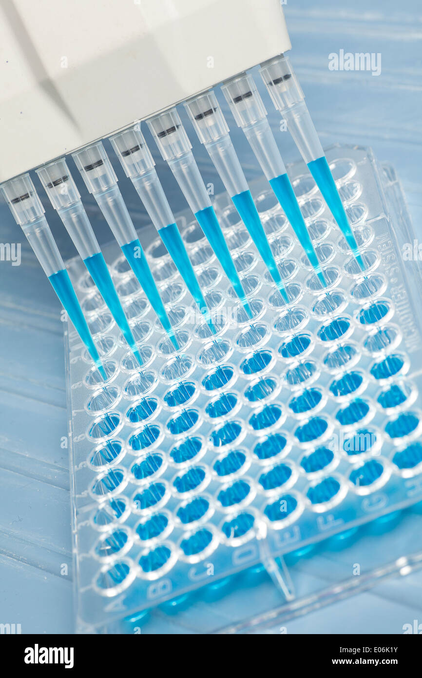 Des échantillons d'une pipette dans un profond puits Banque D'Images