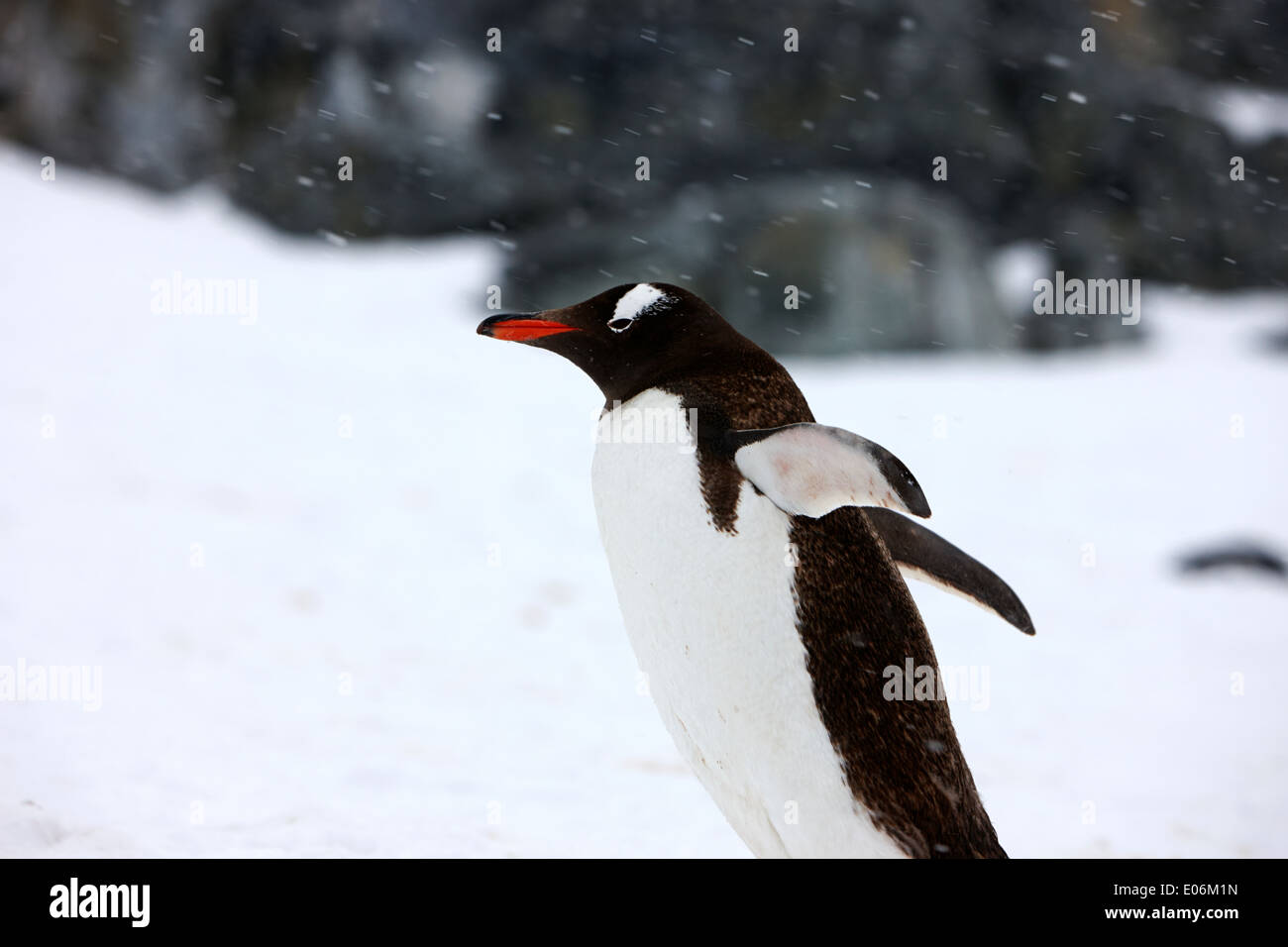Gentoo pingouin refroidi avec ailes déployées en pleine tempête sur l'île cuverville antarctique Banque D'Images