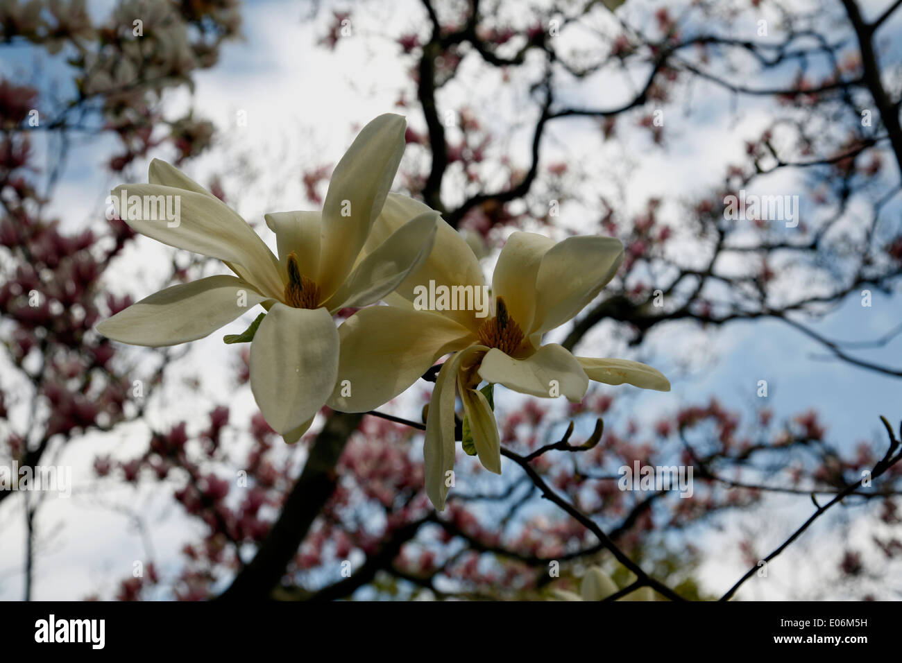 Le Magnolia Sayonara est un d'abord en forme de gobelet avant fleur ouverte à la torche. Les fleurs blanc crème rose ont un flush. Banque D'Images