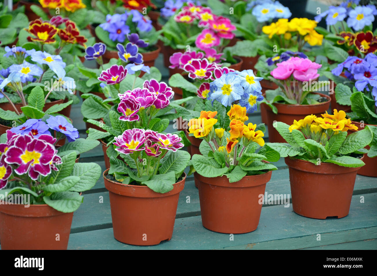 Des pots de primevères de jardin d'hiver coloré en pépinière Banque D'Images