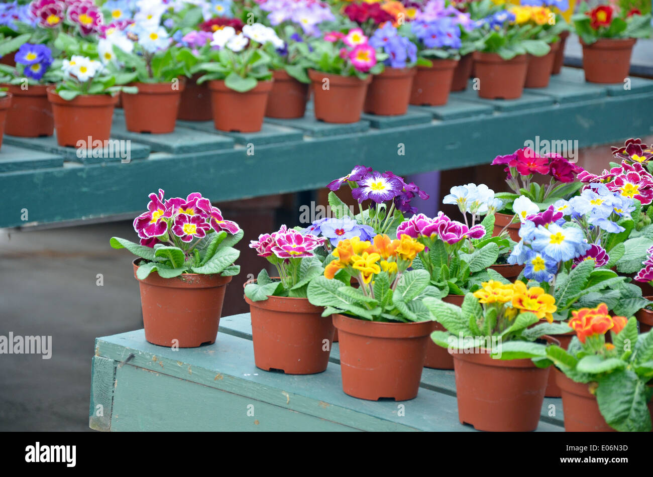 Des pots de primevères de jardin d'hiver coloré en pépinière Banque D'Images