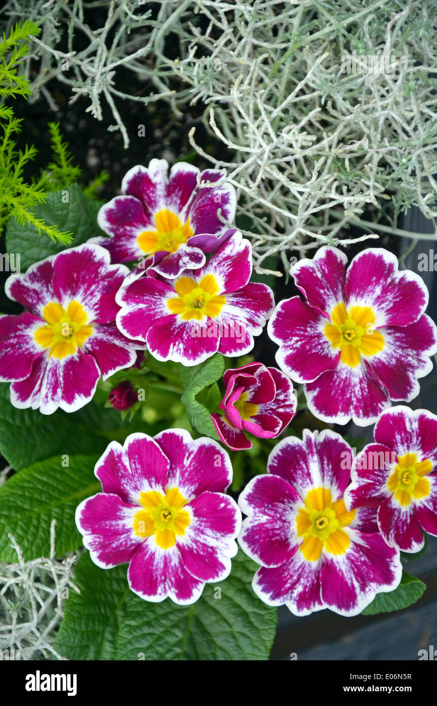 Jolie et primevères jaune dans le jardin Banque D'Images