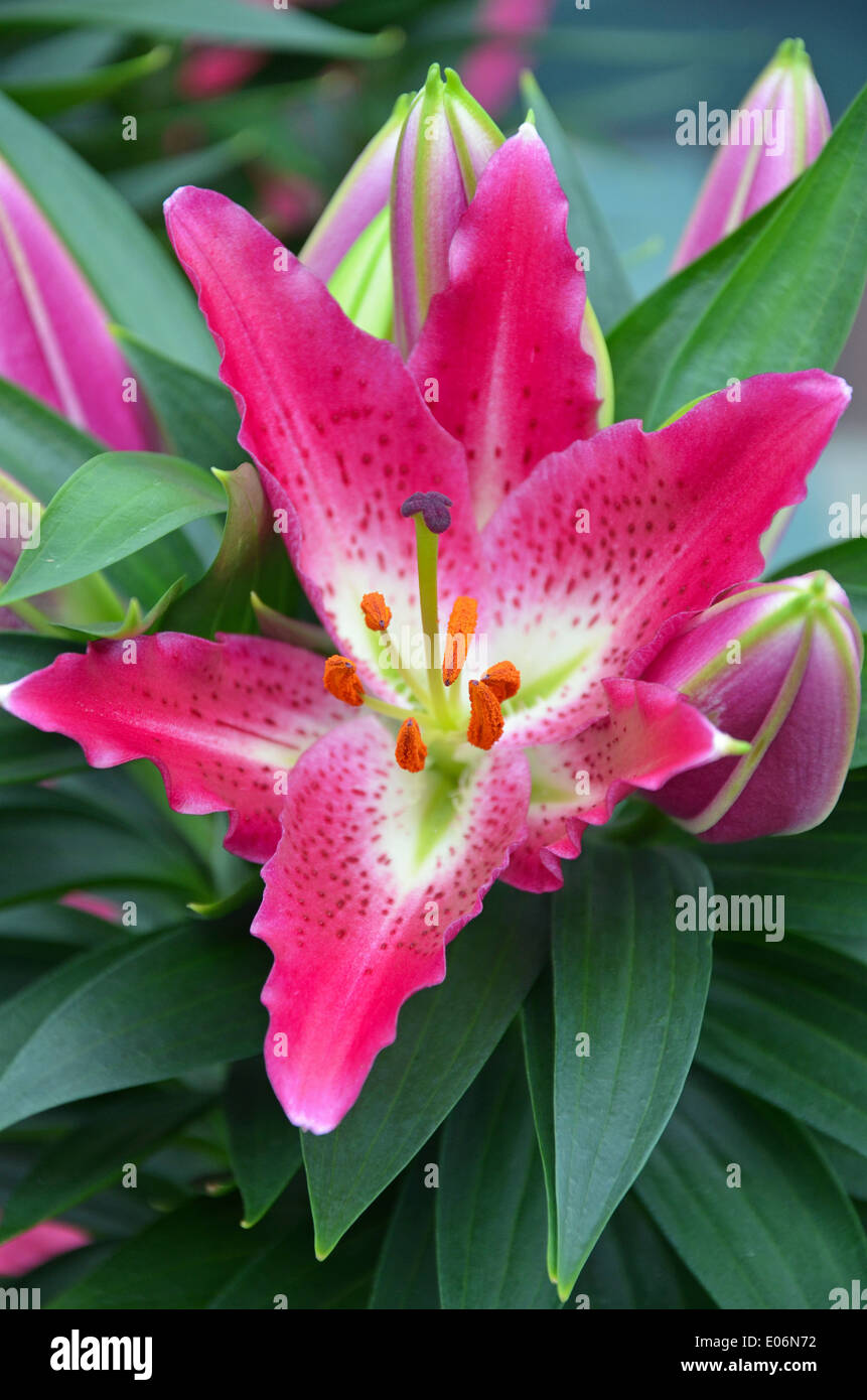 Belle lily stargazer rose Banque D'Images