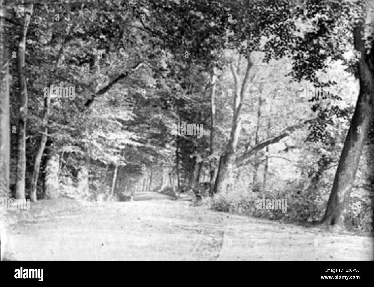 En octobre 1891, une scène d'un parc de Pau, France, montre un chemin bordé d'arbres, invitant à une promenade paisible à travers la beauté naturelle du parc, avec les arbres ajoutant une atmosphère tranquille. Banque D'Images