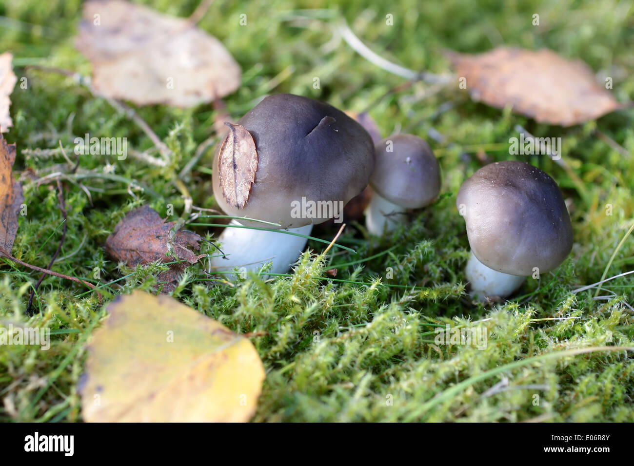 Petits champignons dans la mousse avec les feuilles d'automne Banque D'Images