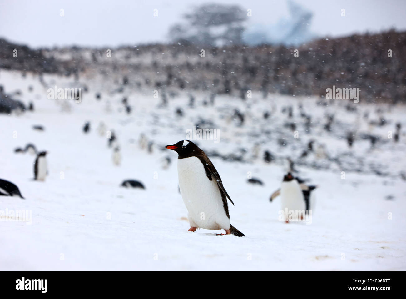 Penguin marche en montée dans la tempête de neige dans la colonie de pingouins gentoo sur l'antarctique l'île cuverville Banque D'Images