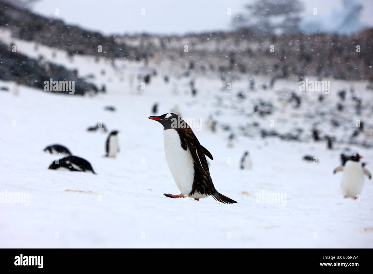 Penguin marche en montée dans la tempête de neige dans la colonie de pingouins gentoo sur l'antarctique l'île cuverville Banque D'Images
