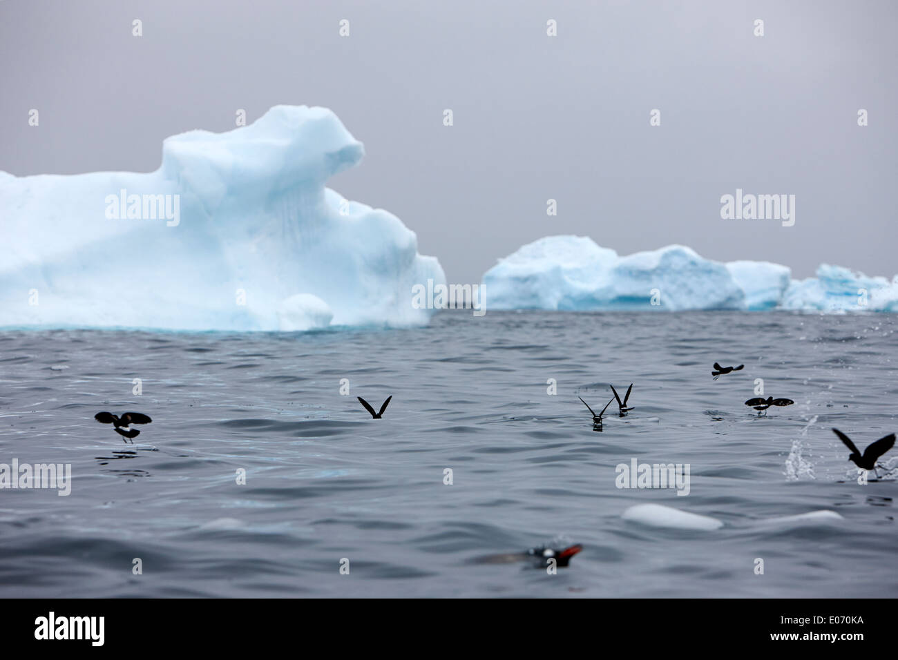 Un troupeau de wilson océanite cul-dance au-dessus de l'eau dans le canal errera Antarctique Banque D'Images