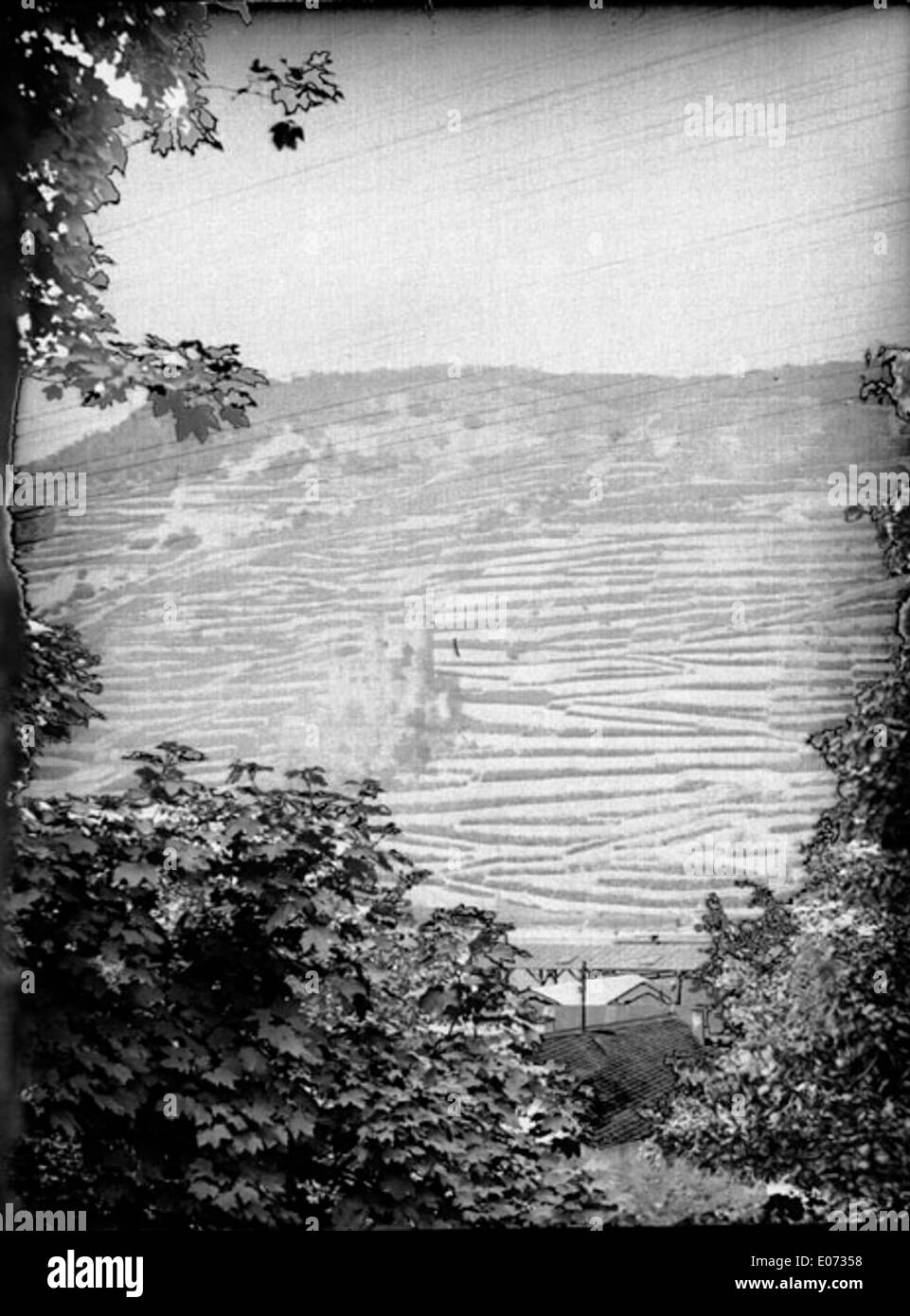 Vue générale du château d'Ehrenfels, sur un versant aménagé en terrasses de culture, Rüdesheim (Hesse) Banque D'Images