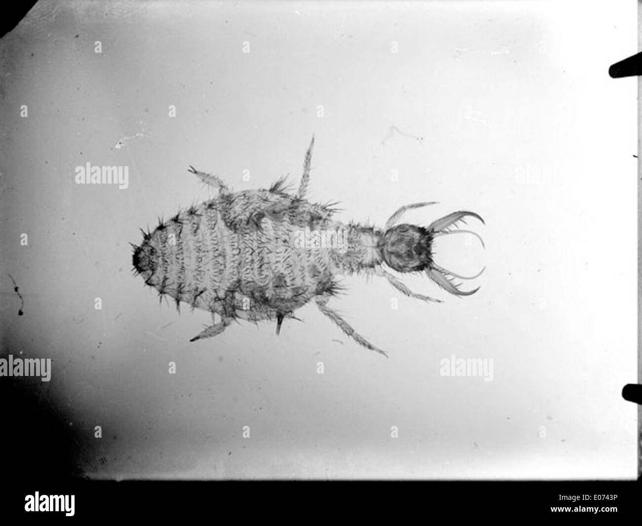 Cette image en gros plan représente la larve d'un fourmilier, mettant en évidence les étapes fascinantes de la vie des insectes. L’illustration, conservée à la Bibliothèque de Toulouse, offre une perspective scientifique unique sur le développement biologique de cette espèce. Banque D'Images