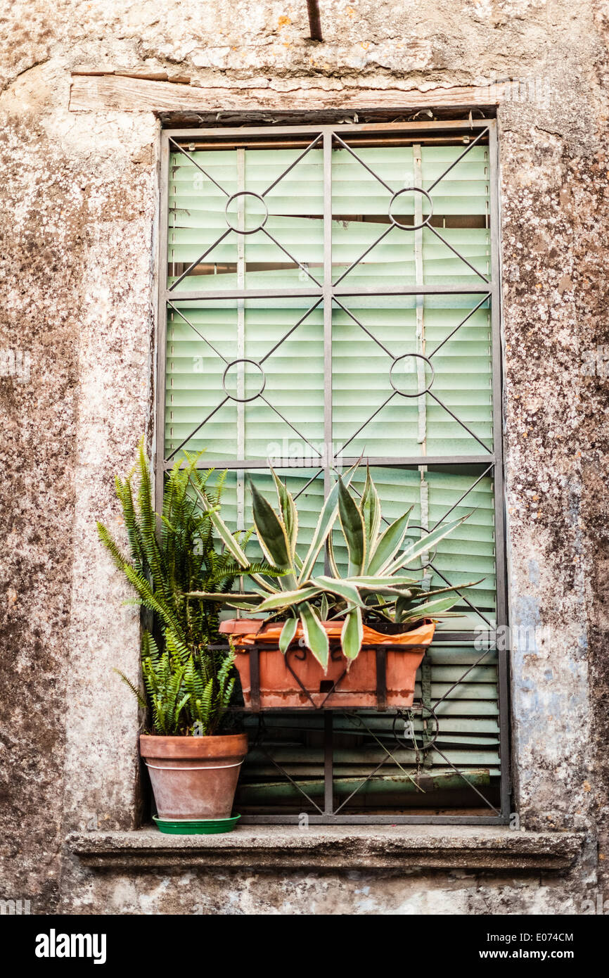 Un windows d'un vieux bâtiment italien avec deux plantes en pot Banque D'Images