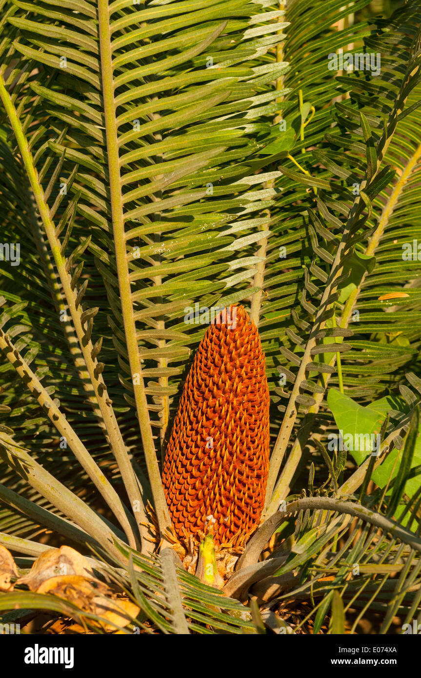 Basaltica Cycadales Cycas, basalte à Careening Beach, le Kimberley, Western Australia, Australia Banque D'Images