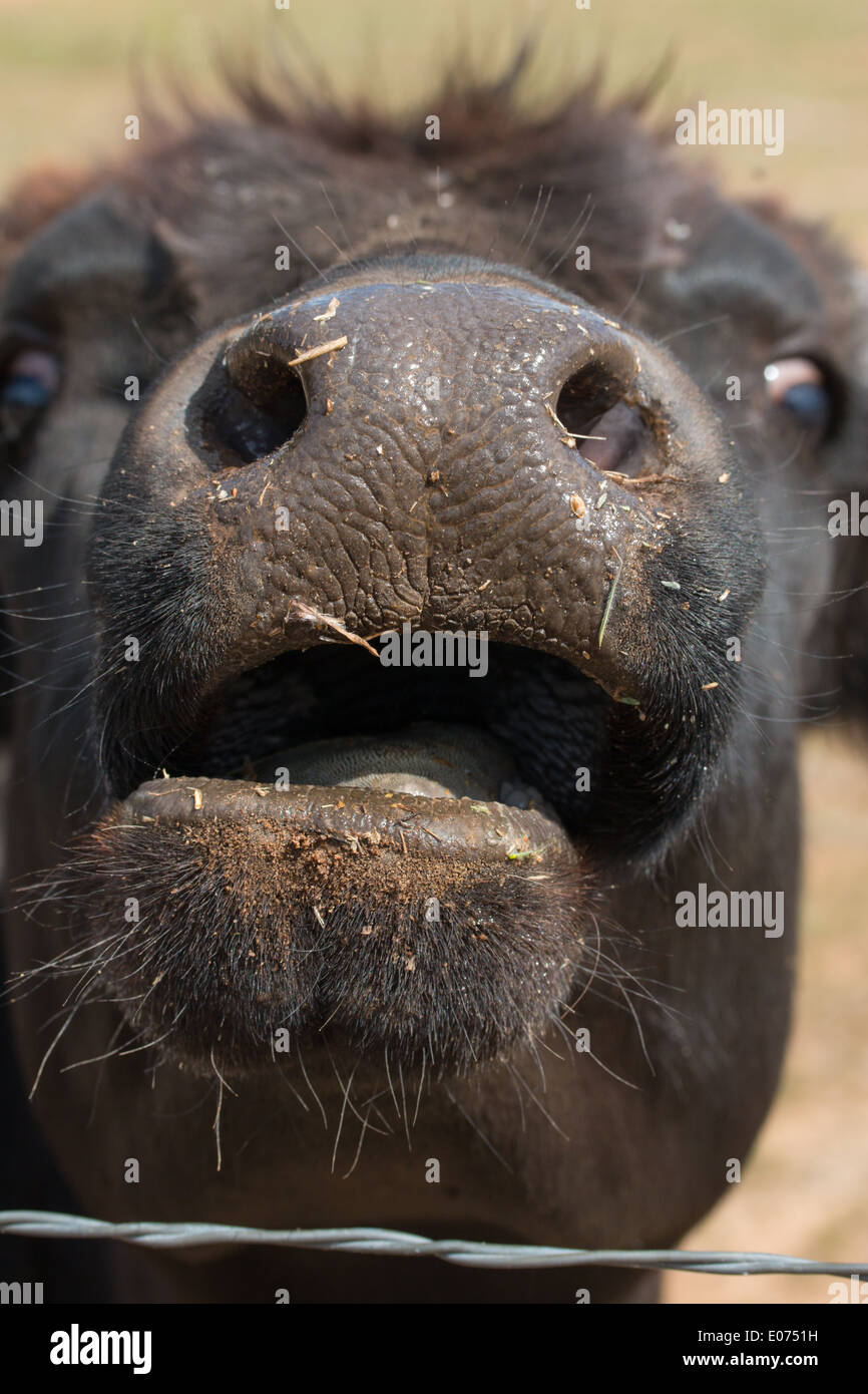 La vache rumine ses Banque D'Images