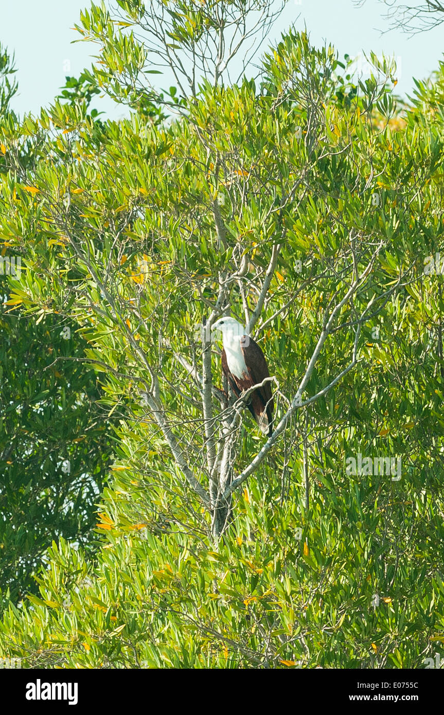 Brahminy Kite sur Prince Regent River, le Kimberley, Western Australia, Australia Banque D'Images