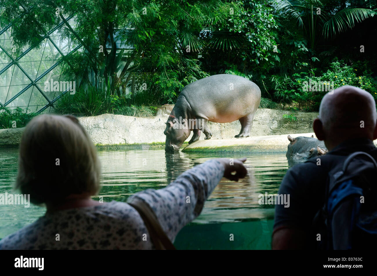 Une dame en montrant les hippopotames dans le zoo de Berlin Banque D'Images