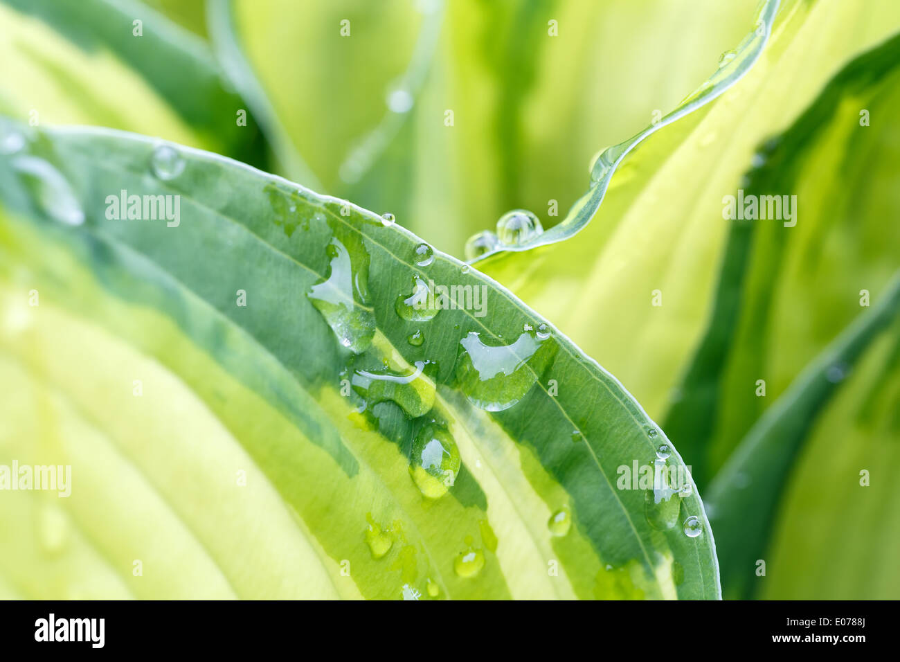 Gouttes de pluie sur feuille fleur close up, scène naturelles avec l'accent peu profondes Banque D'Images