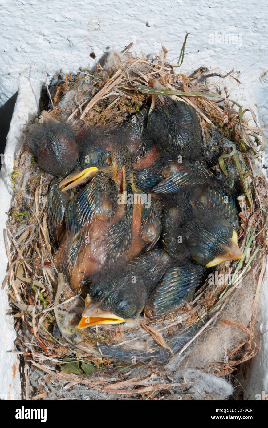 Un nid d'oiseau avec cinq oisillons (Spotted flycatcher) Banque D'Images