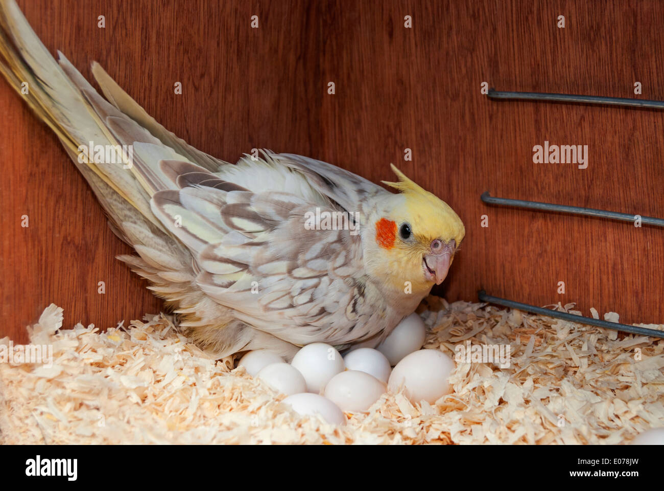 Un cacatoès bird au nid de l'incubation des œufs. Banque D'Images