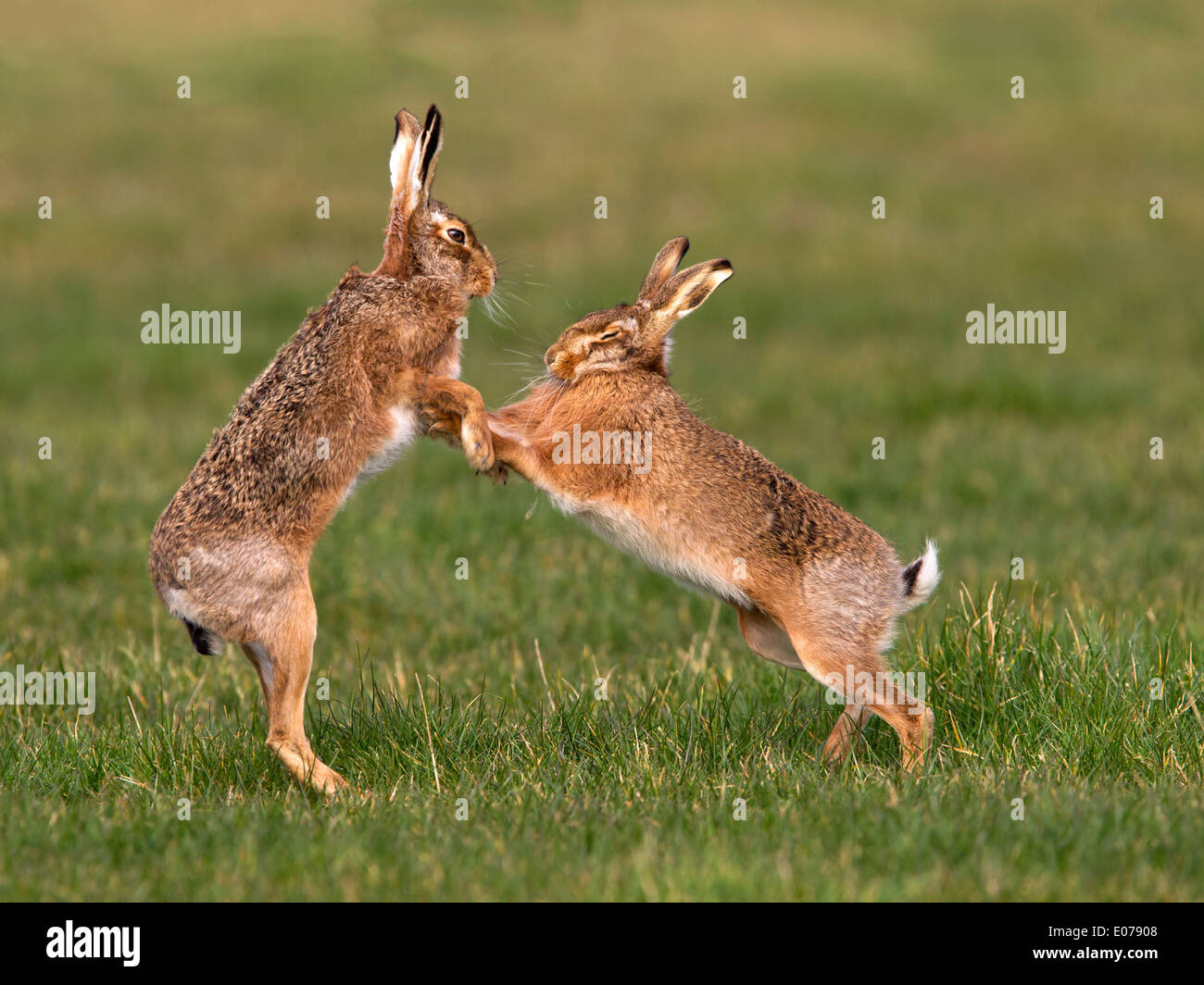 European brown hare boxing Banque D'Images