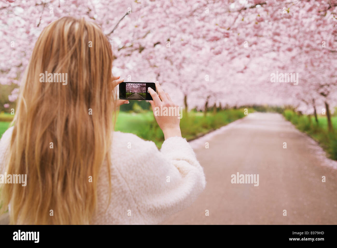Jeune femme à l'aide de son téléphone cellulaire pour capturer des images de la voie et les fleurs de cerisier arbre en parc. Vue arrière droit de jeunes femmes Banque D'Images