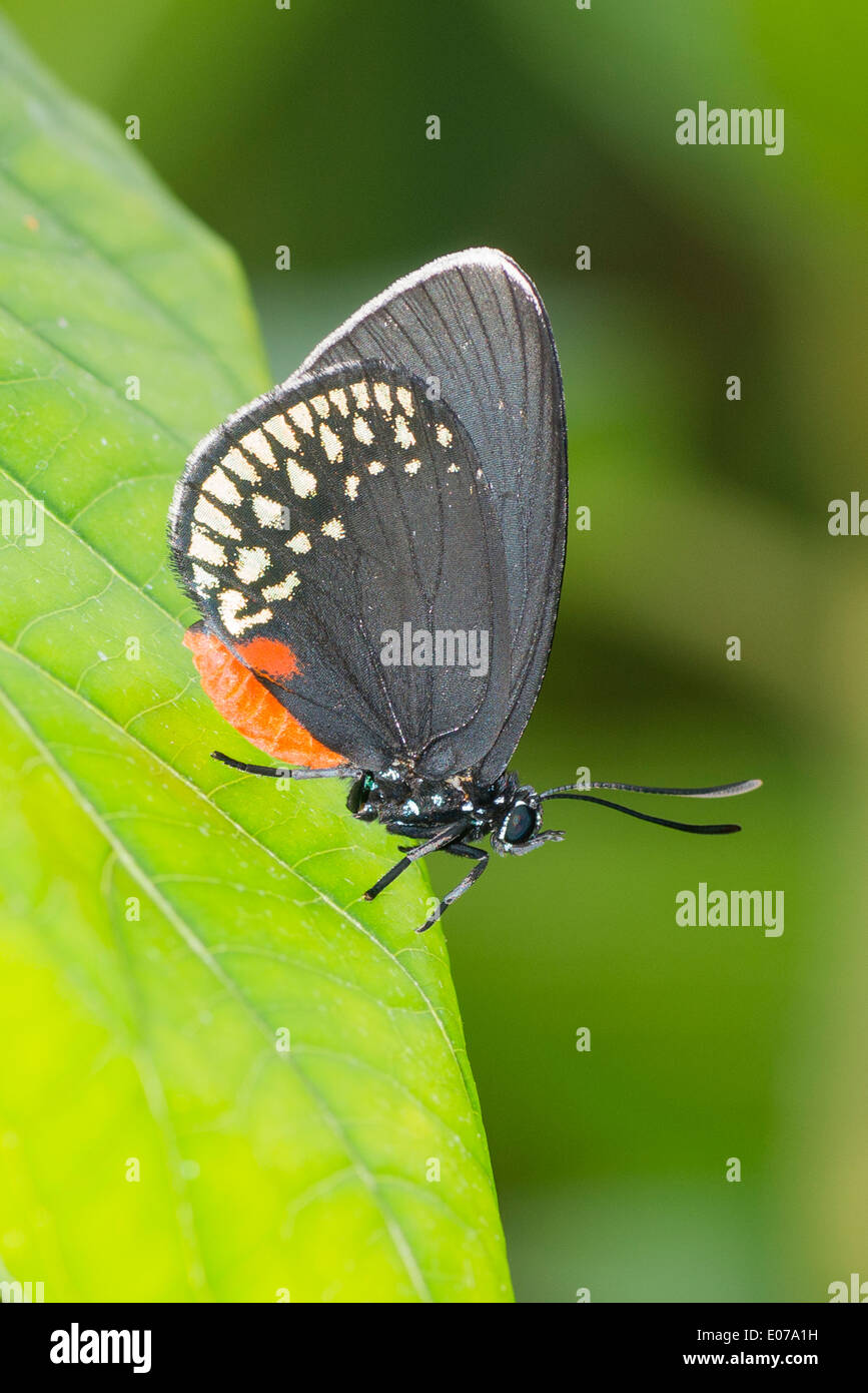 Un adulte au repos papillon Atala Banque D'Images Un adulte au repos papillon Atala Banque D'Images