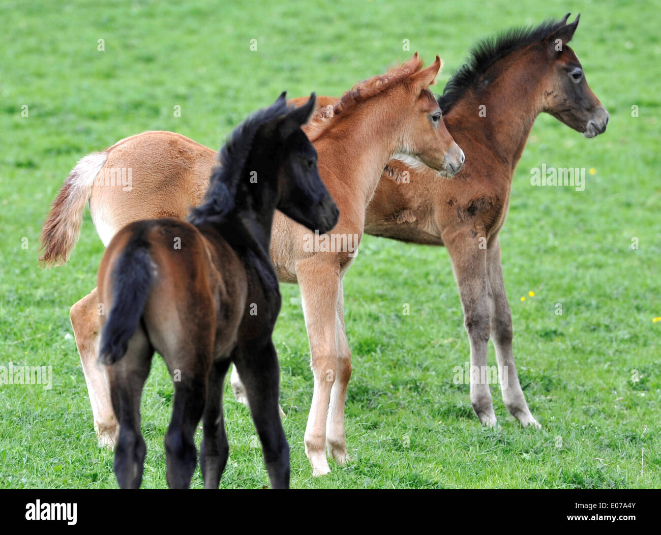 Les poulains d'Arabie dans le haras national du Land allemand de Bade-Wurtemberg de Marbach, le 16 avril 2014. Banque D'Images